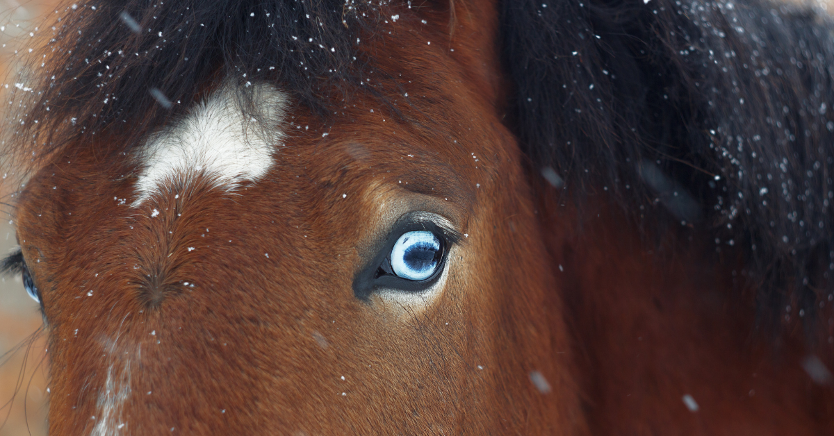 do-horses-with-blue-eyes-see-better